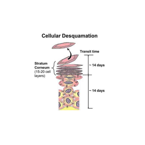 Skin Cell Cycle Explained